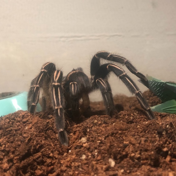 bluetarantula